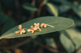 桂花的诗句(江南无所有，聊赠一枝春 - 桂花的诗句)